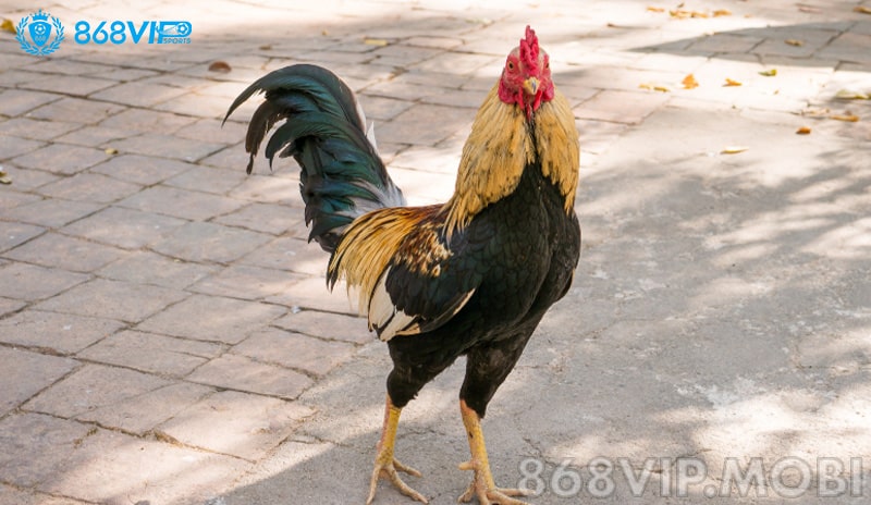 Hãy tham khảo và lựa chọn cách xem màu mạng phù hợp Hãy tham khảo và lựa chọn cách xem màu mạng phù hợp